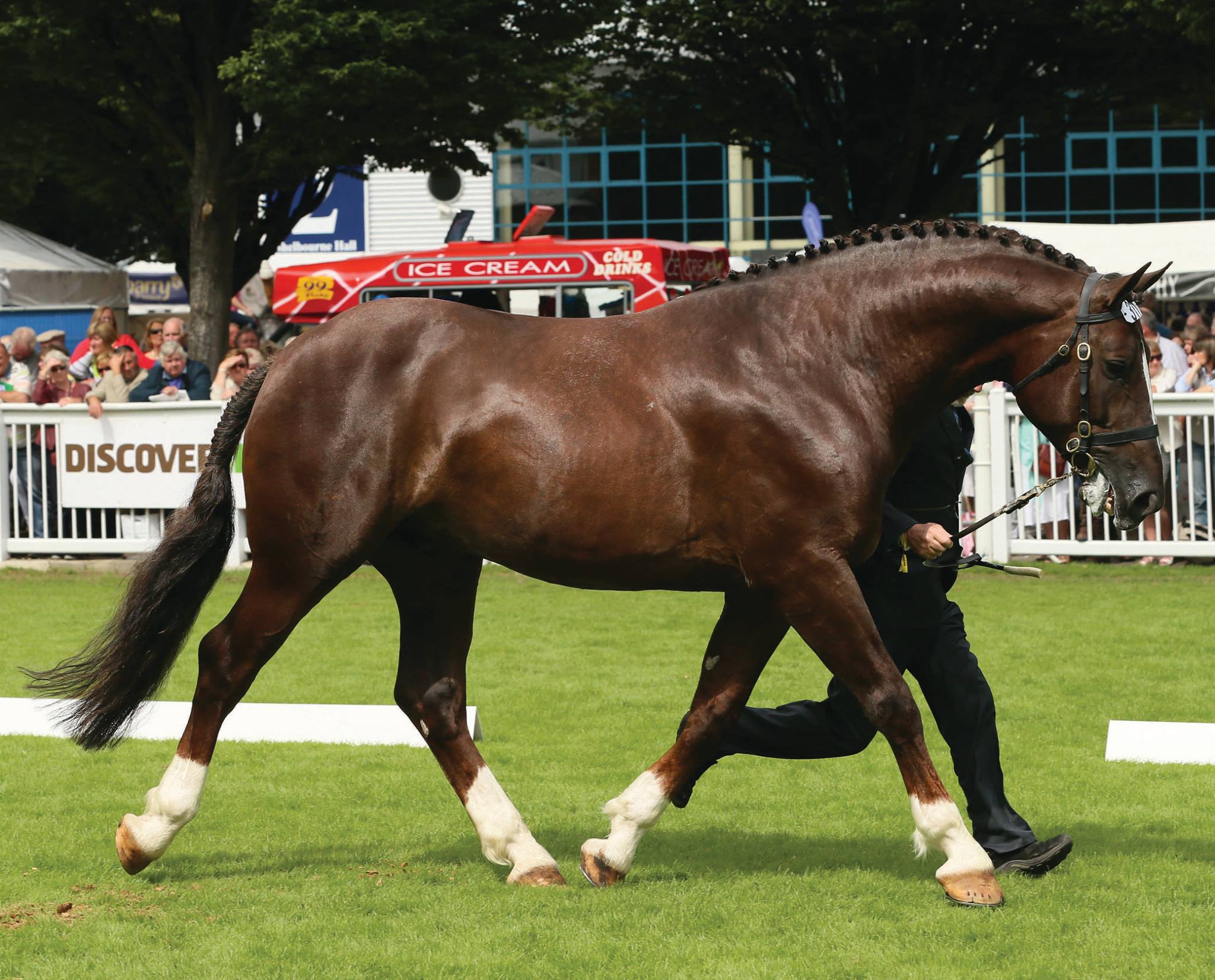 Irish Draft Stallion - Scrapman